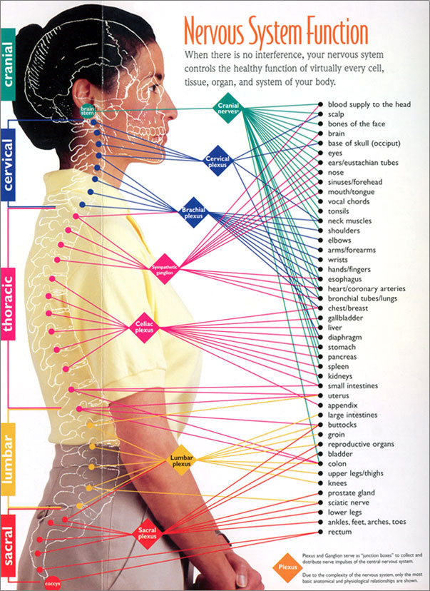Nervous System Function | Subluxation diagram of chakras 